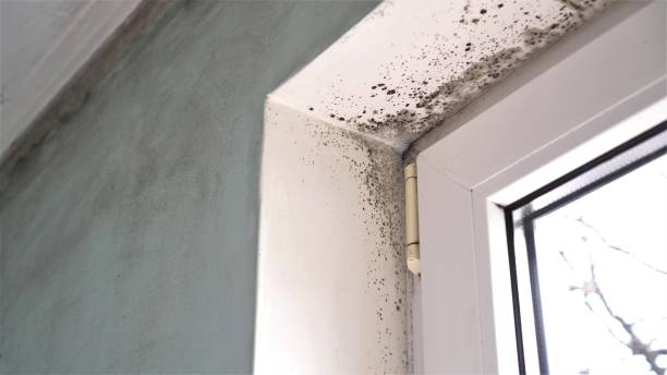 Best Mold Odor Removal Services  in Cozad, NE
