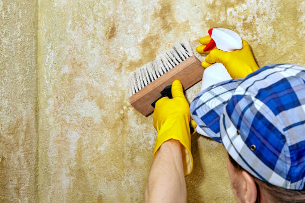 Best Dehumidification Services  in Cozad, NE