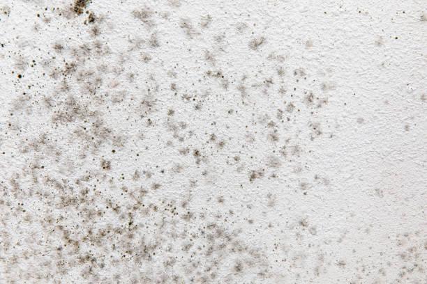 Mold Remediation for Vacation Homes in Cozad, NE
