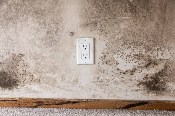 Best Emergency Mold Remediation  in Cozad, NE